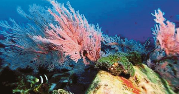 Coral reef competition examples